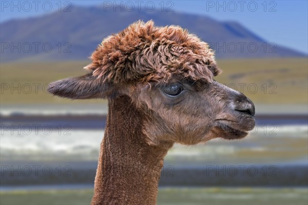 Alpaca