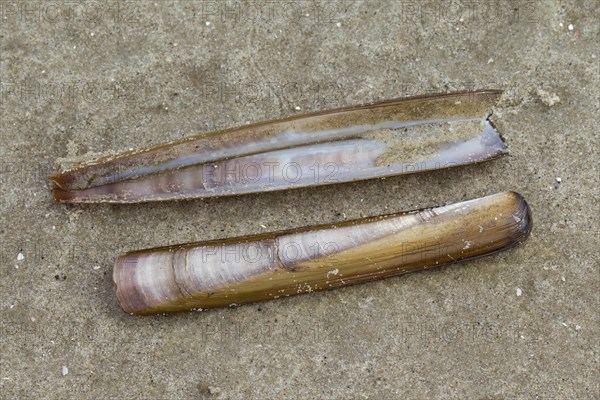 Atlantic jackknife clam