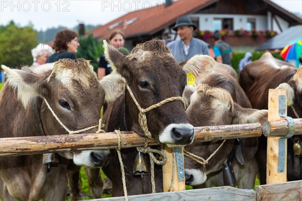 Alpine cattle on the Scheidwiese