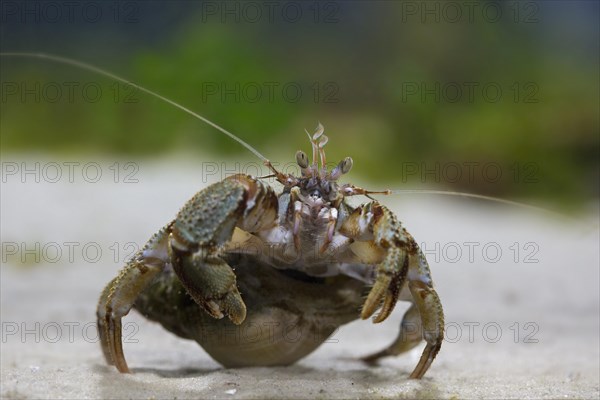 Common hermit crab