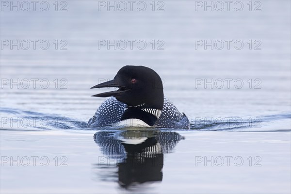 Common loon