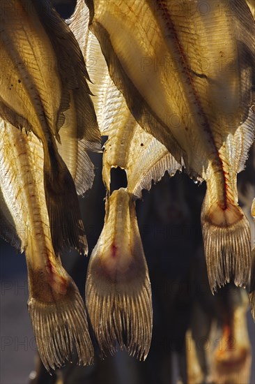 Greenland halibut