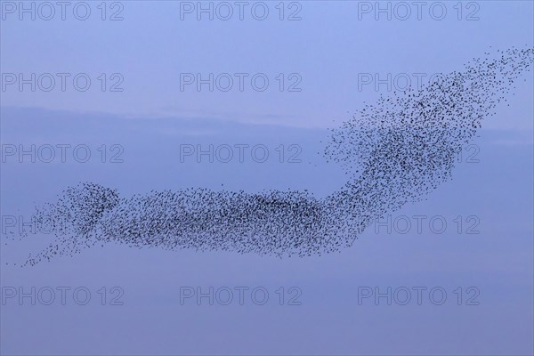 European starling