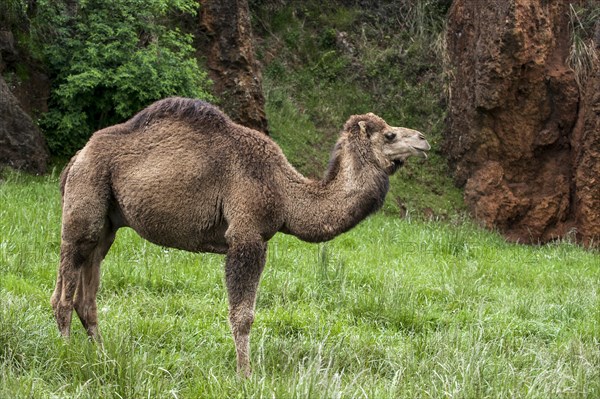 Moulting dromedary