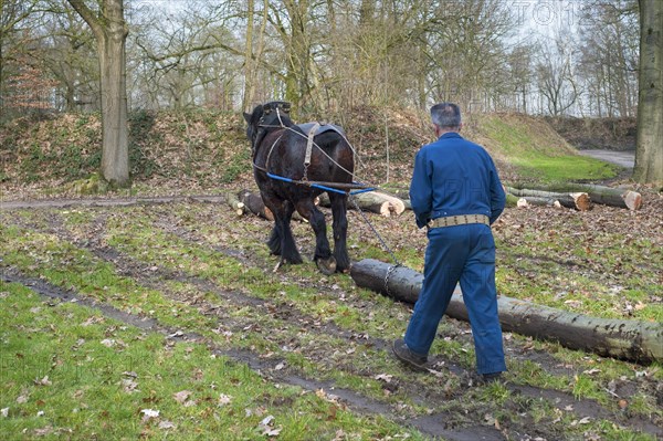Forester dragging tree-trunk from forest with Belgian Draft horse