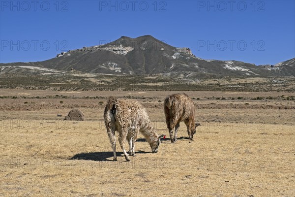 Llamas