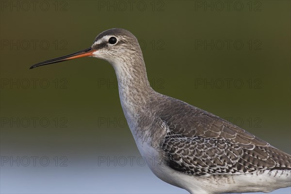Close up portrait of spotted redshank