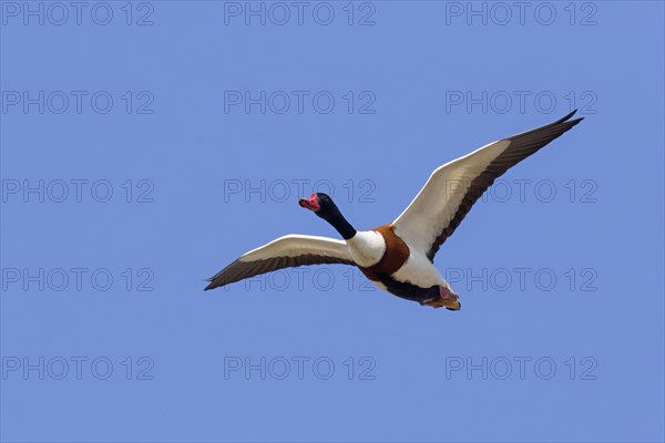 Common shelduck