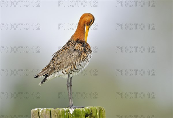 Black-tailed godwit