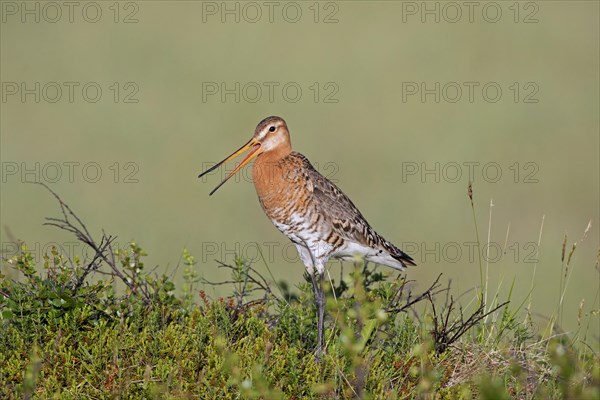 Black-tailed godwit