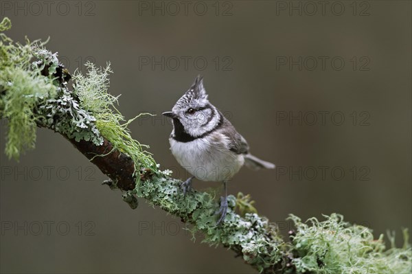 European crested tit