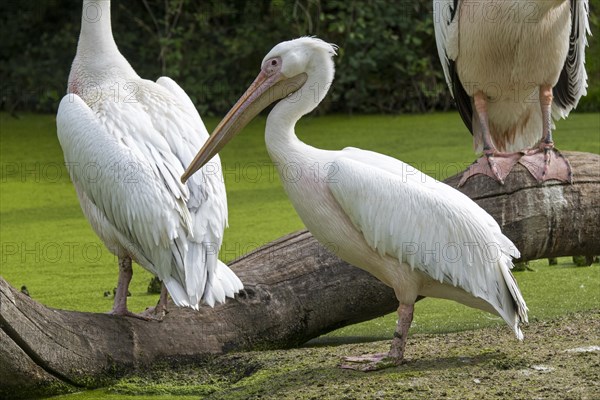 Great white pelicans