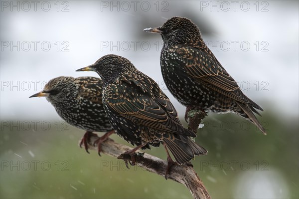 Common Starlings