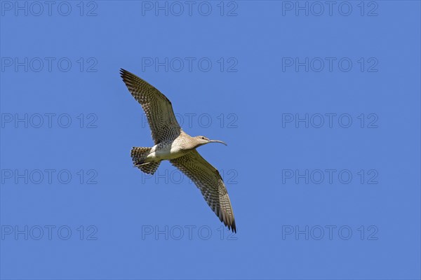 Eurasian whimbrel