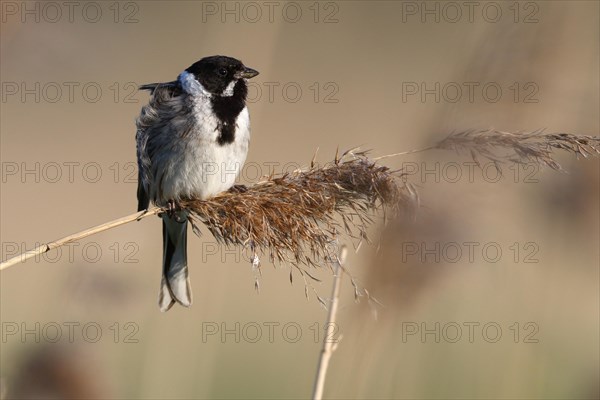 Reed bunting