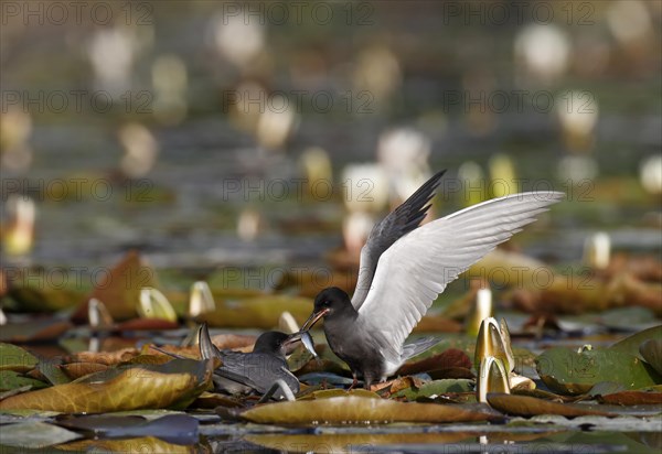 Black Tern