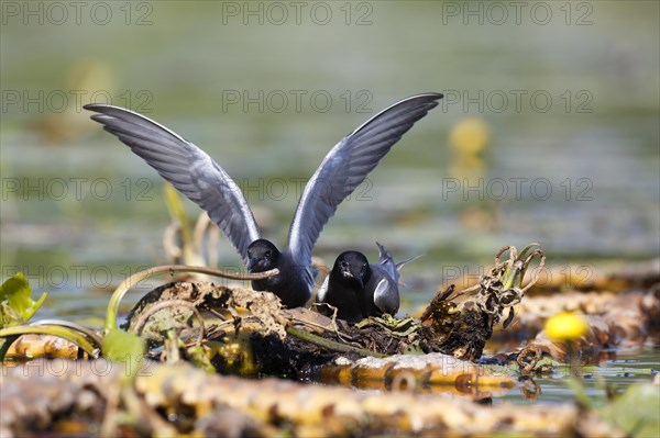 Black Tern