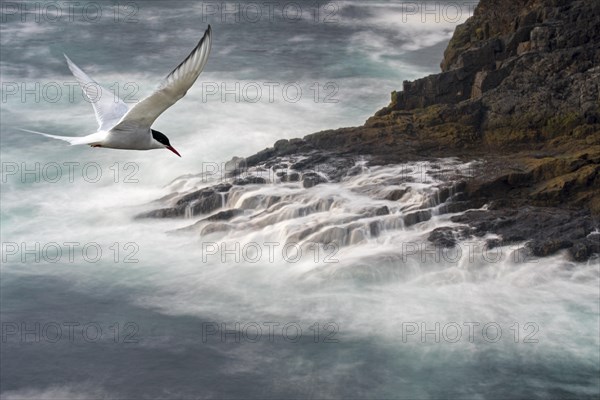 Migrating Arctic tern