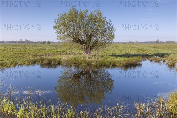 White willow