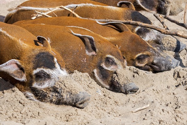 Close up of red river hogs