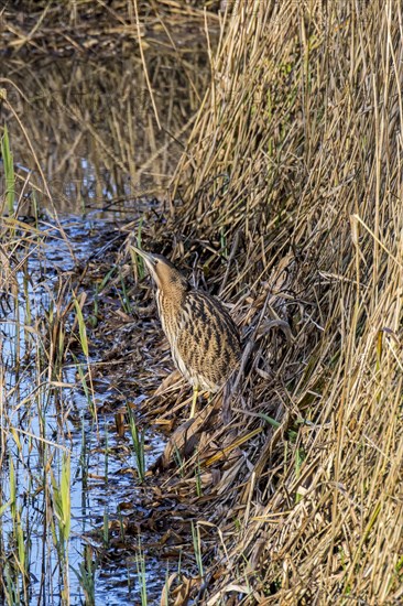 Eurasian bittern