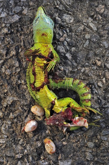 Western Green Lizard