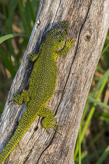 Western green lizard