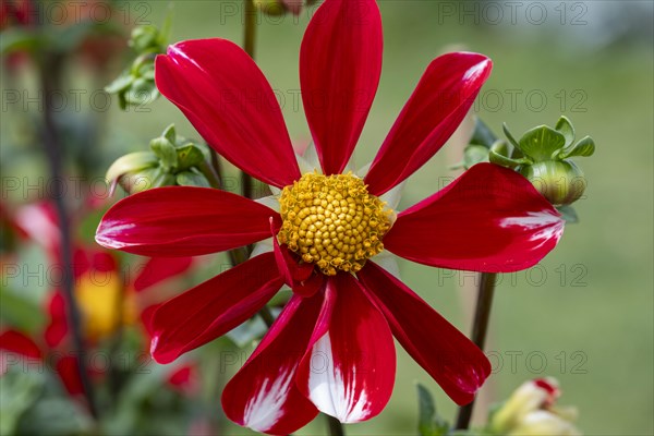 Single flowering dahlia