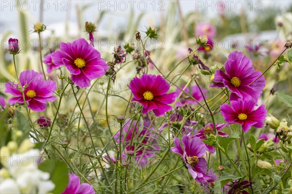 Mexican aster