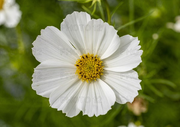 Pinnate ornamental basket