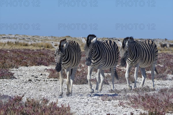 Burchell's zebras