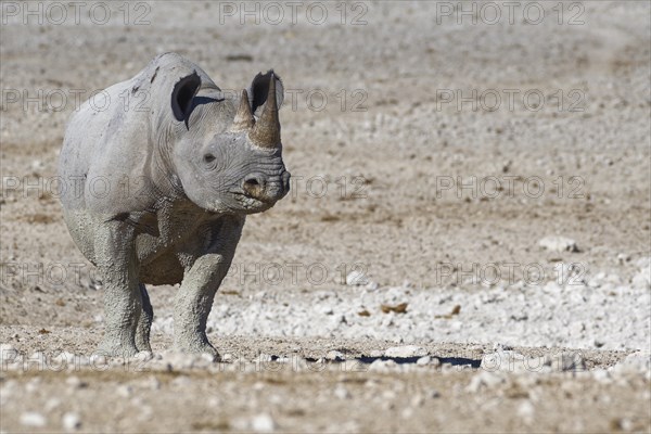 Black rhinoceros