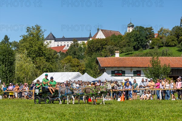 Donkey carriage driving through course