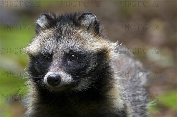 Raccoon dog