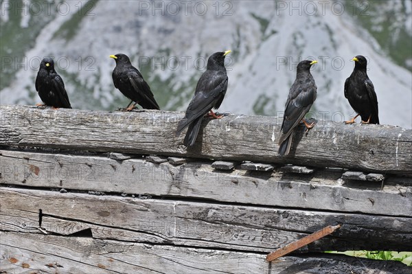 Alpine Chough