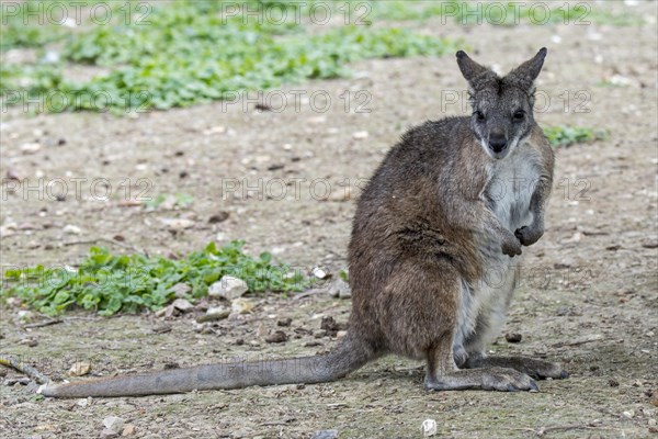 Parma wallaby