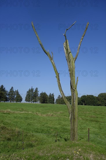 Danger tree