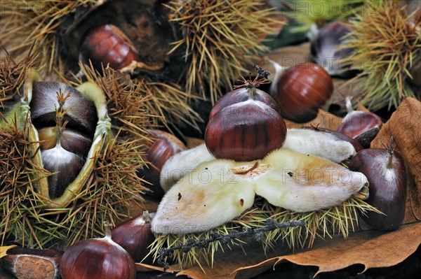 Spiny cupules and chestnuts of the sweet chestnut