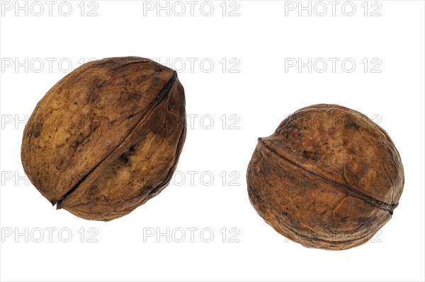 Common walnuts