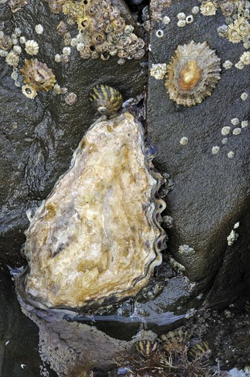 Pacific oyster