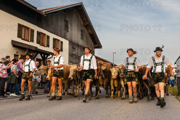 Group of shepherds leading cattle