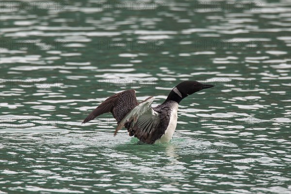 Great Northern Diver