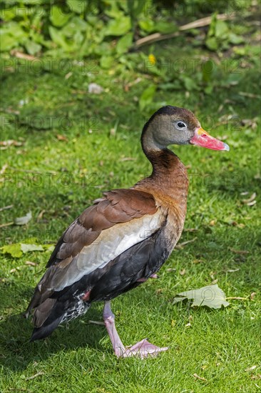 Black-bellied whistling duck