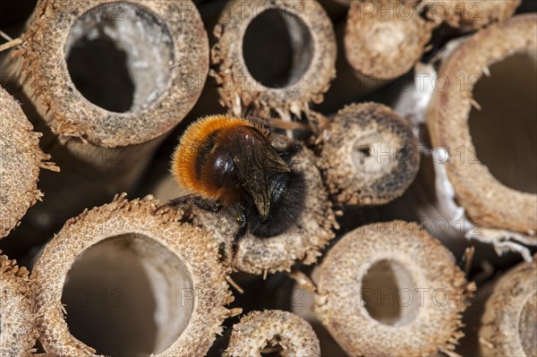 Mason bee