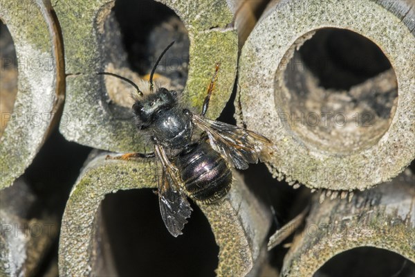 Blue mason bee