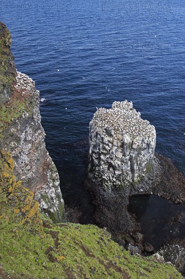 Northern gannets