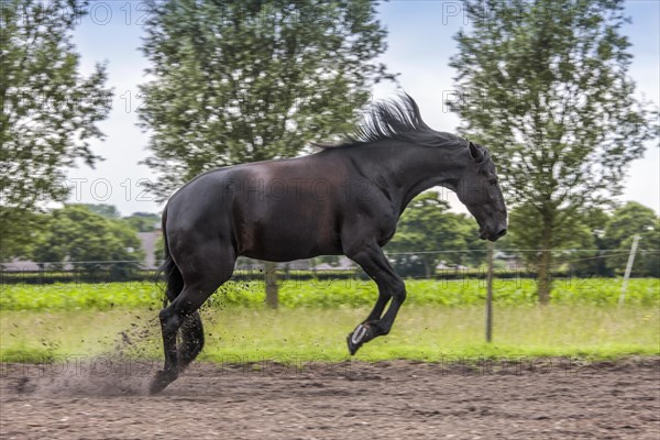 Brown horse bucking in field