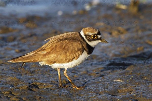 Little ringed plover