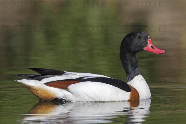 Common shelduck