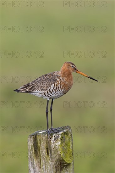 Black-tailed godwit